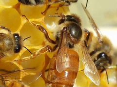 Продажа пчёл и мёда
