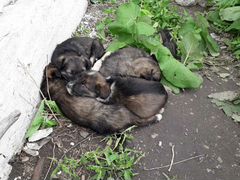 Милые щеночки ищут новый дом