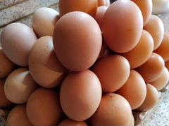 Куриные яйца домашние