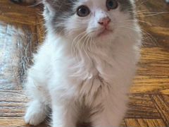 Котёнок Сибирской кошки 2 месяца