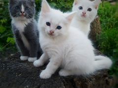 Беленькие девочки-котятки
