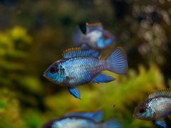 Рыбки Наннакара голубой Неон