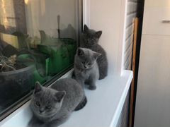 Британские голубые короткошерстные котята