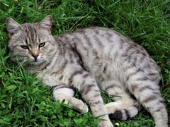Молодой,ласковый серый котик