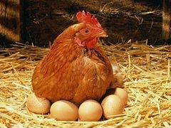 Яйца домашние. (Куриные, пищевые)