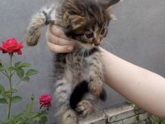 Отдам котят в добрые руки)