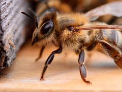 Пчелы плодные матки Карника из Швейцарии