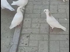 Продам армянских высоколетных голубей гаревиз