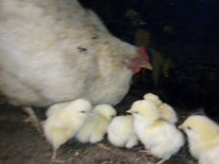 Квочка с цыплятами