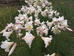 Белые трубчатые лилии Регале Гигантеум