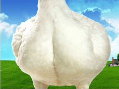Бройлерные цыплята на забой вес от 1 3 кг. Оптом