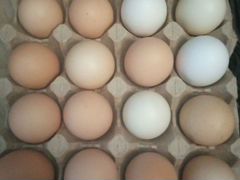 Яйцо инкубационное куриное и индоутинное