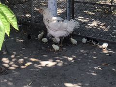 Бойцовские цыплята с наседкой