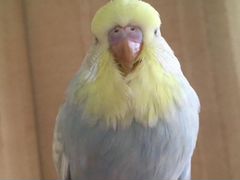 Выставочный волнистый попугай, Чех, ввп