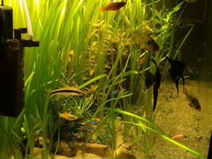 Продам аквариум Juwel Rio 180 с растениями и рыбам