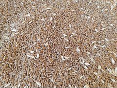 Зерно.пшеница