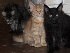 мейн кун 3 месяца. авито мейн кун добрые руки. авито мейн кун добрые руки. вислоухий мейн кун. мейн кун котенок отдам.