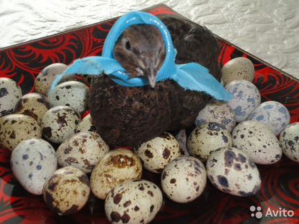 Инкубационные яйца перепелов породы: