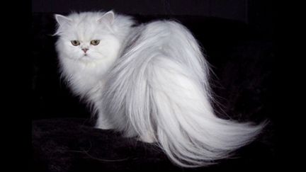 Персидская кошка. В добрые руки