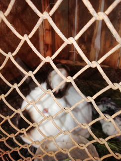 Калифорнийские кролики 6месячные
