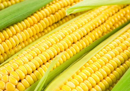 Кукуруза на корма