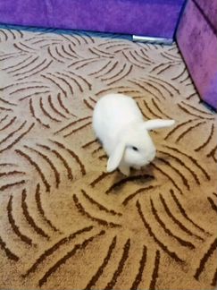 Кролик белые декоративный великан 5 месяцев