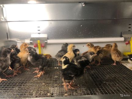 15 суточные домашние цыплята