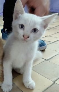 Беленький котёнок с голубями глазками мальчик