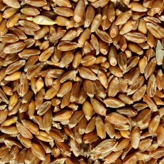 Пшеницу на кукурузу