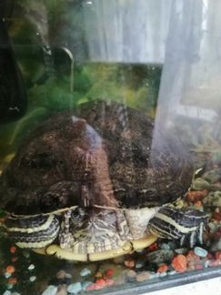 Отдам красноухую черепаху (девочка) с аквариумом