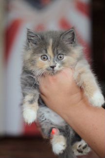 Котята от персидской кошки бесплатно
