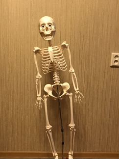 Скелет Артем (Человеческое тело)