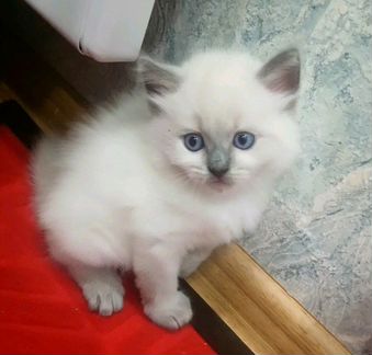 Чисто-сиамский котик родился 18.07, на втором фото