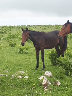 Карачаевские лошади