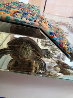 Красноухая черепаха + аквариум