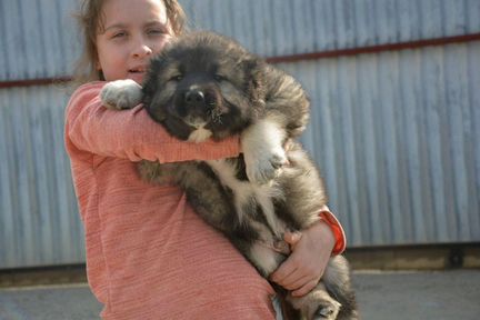 Кавказская овчарка щенок