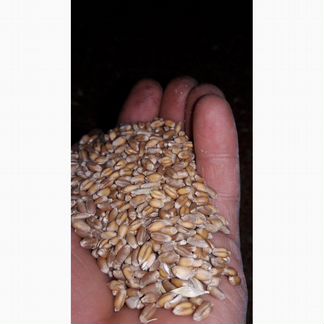 Пшеница ячмень