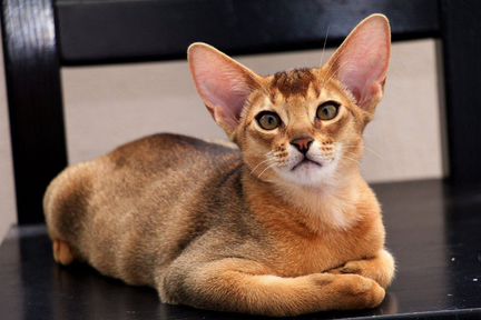 Шикарнейший абиссинский котенок любимец Фараонов