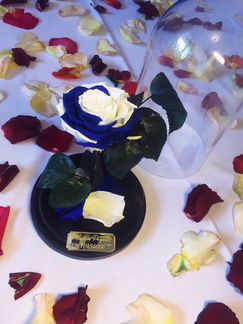 Бело - синяя роза XXL Premium / Роза в Колбе