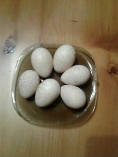 Инкубационные яйца индюшки
