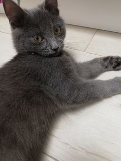 русская голубая кошка olx