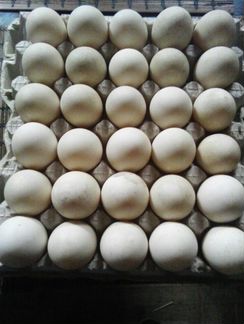 Инкубационные яйца индоуток