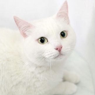 Кошка ручная белая 1 год