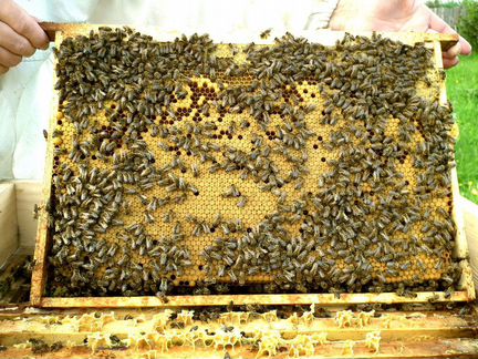 Продаются Пчелопакеты,пчелы,печатный расплод
