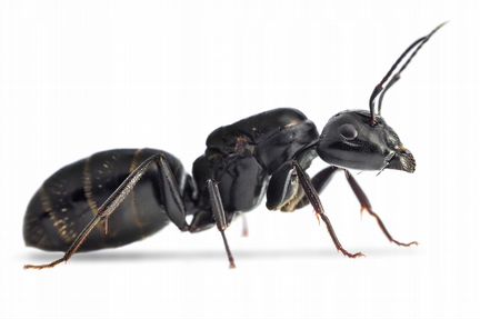 Муравьи Camponotus vagus