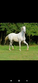 Чистокровная арабская лошадь. с красным паспортом