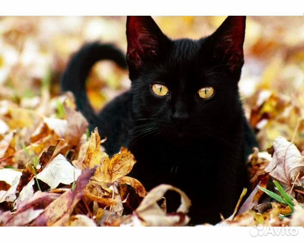 черная сиамская кошка