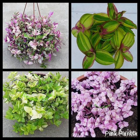 Традесканции наличие августо 2023