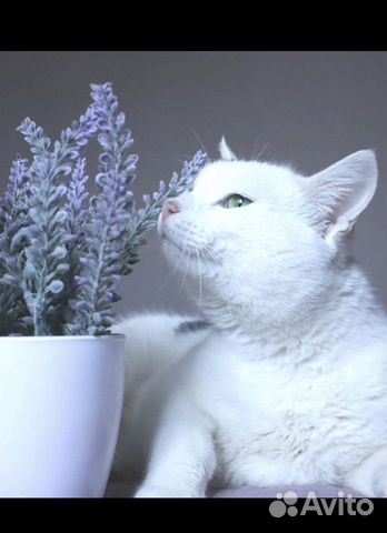 Котик из приюта