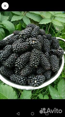 Саженцы Ежевики без шипов